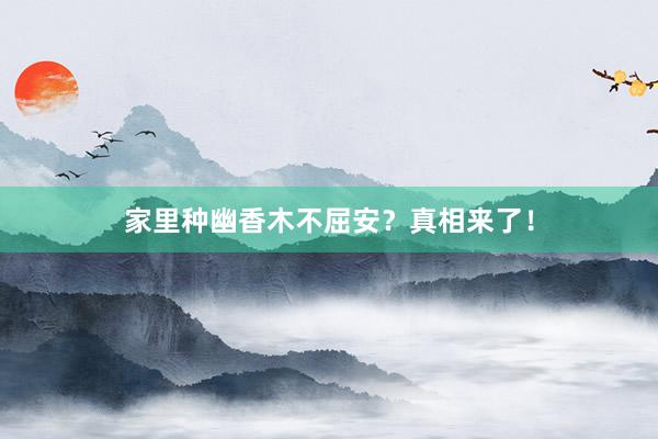 家里种幽香木不屈安?真相来了!
